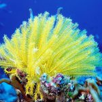 Lírio-do-Mar Amarelo