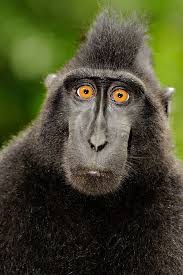 Macaca Nigra: Características, Nome Científico, Habitat e Fotos