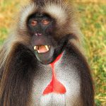 Macaco-De-Coração-Em-Sangue Fotografado de Frente