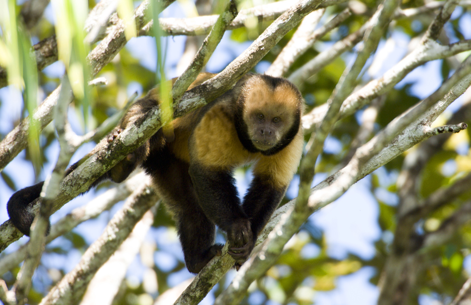 Macaco-Prego-de-Peito-Amarelo: Características, Habitat e Fotos