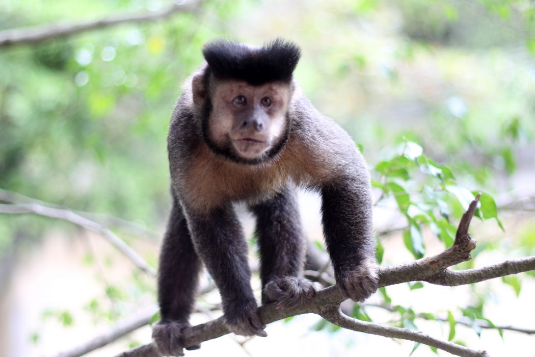 Quais São os Predadores do Macaco e Seus Inimigos Naturais?