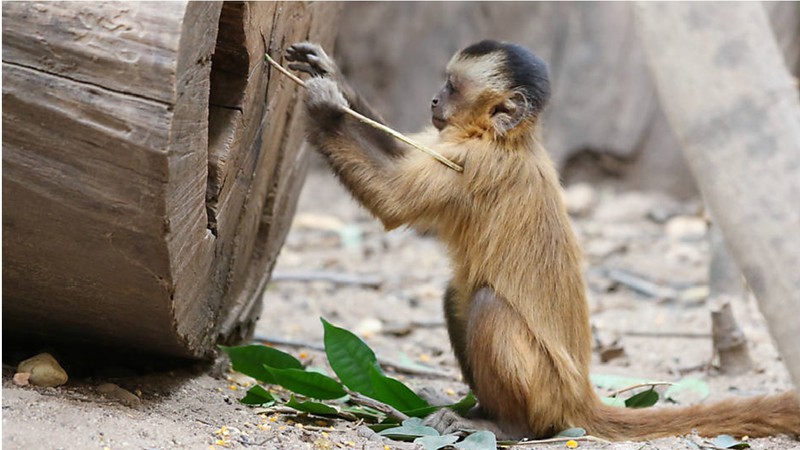 Macaco Usando Ferramenta? É Verdade? Estão Evoluindo?