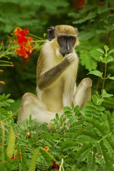 Macaco Verde: Características, Nome Científico, Habitat e Fotos