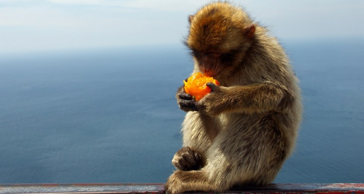 Macaco-de-Gibraltar: Características, Nome Científico e Fotos