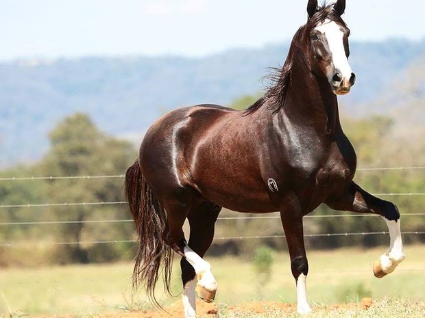 Cavalo Primitivo Polonês (Konik): Características E Fotos