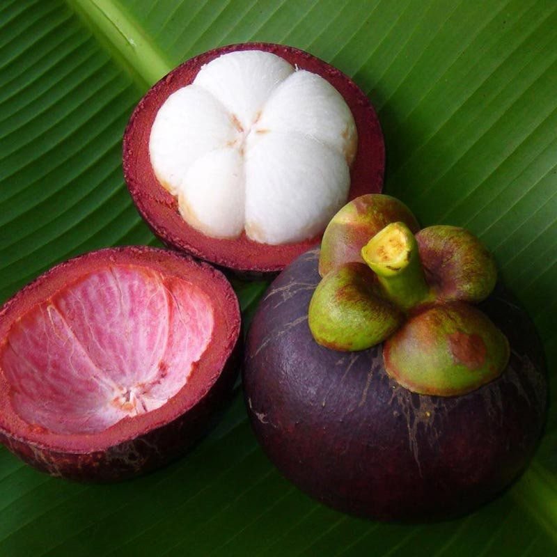 Mangostão, Benefícios e Malefícios Da Fruta
