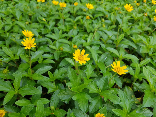 Como Plantar Margaridinha Amarela em Mini Vasos e Preço