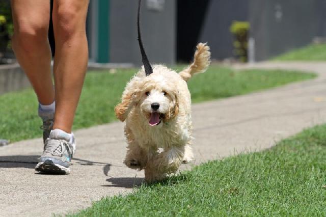 Qual o Tempo Ideal para Passear com o Cachorro?