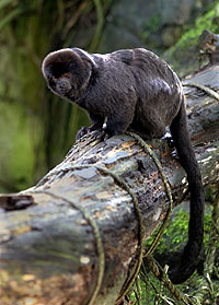 Mico-de-Goeldi ou Sagui-de-Goeldi: Características e Fotos