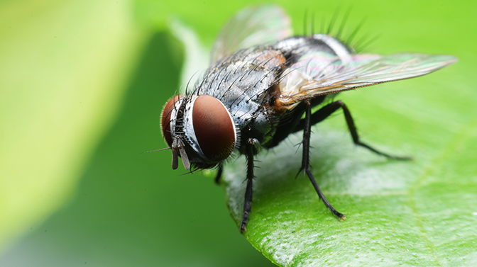 Mosca: Curiosidades e Fatos Interessantes Sobre o Animal