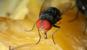 Qual é a Função da Mosca na Natureza? Para que ela Serve?