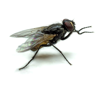 Como a Mosca se Locomove? Sistema Locomotor da Mosca 