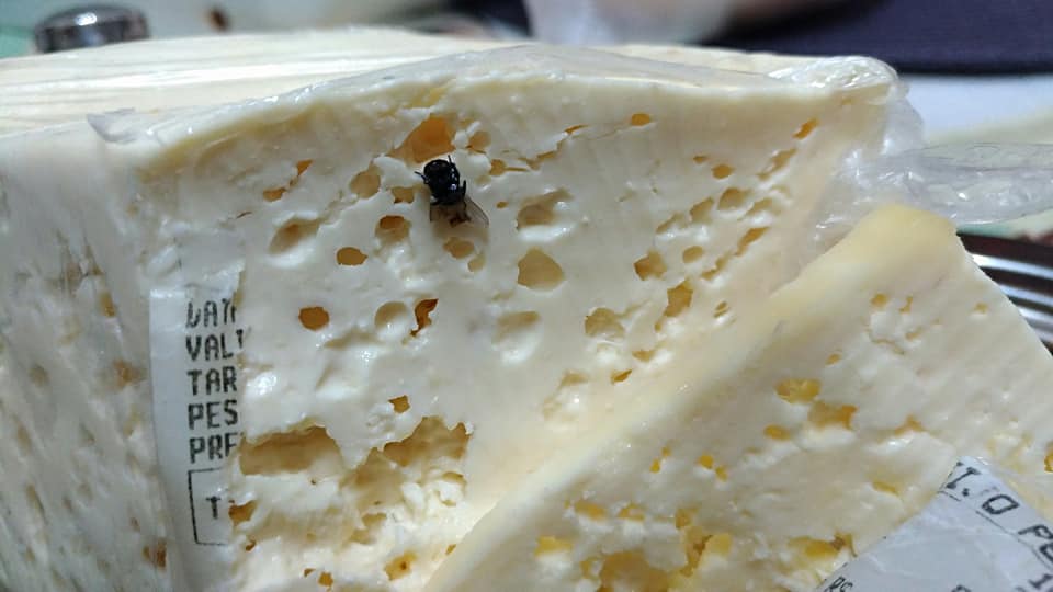 Mosca-do-Queijo: Características, Como Evitar, Habitat e Fotos