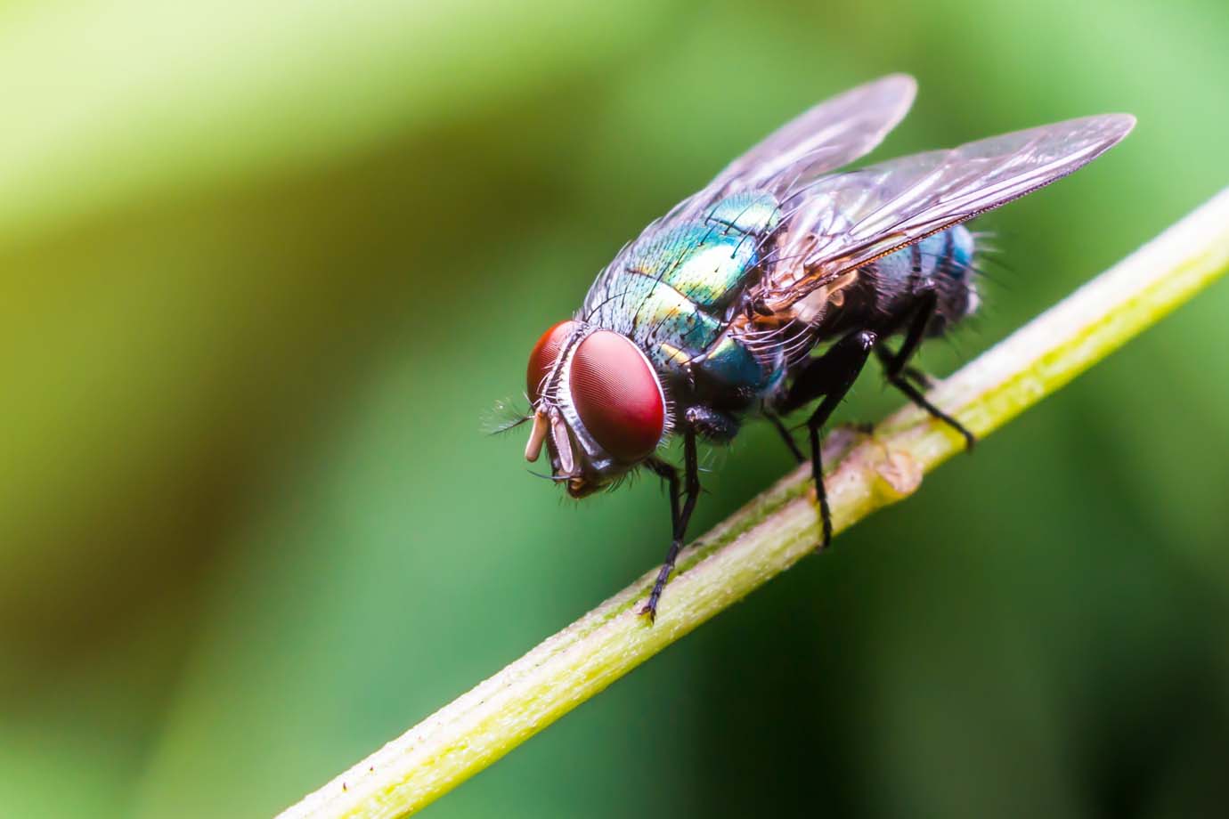 Comportamento da Mosca, Hábitos e Modo de Vida do Animal
