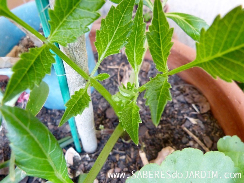 Qual a Melhor Época do Ano Para Plantar Bulbos da Flor Dália?