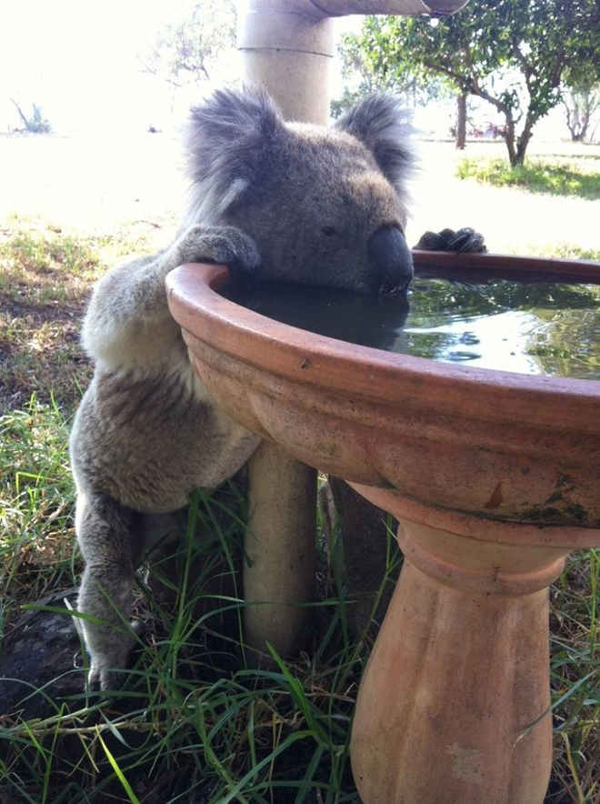 É Verdade que o Coala Não Bebe Água? Por Que?