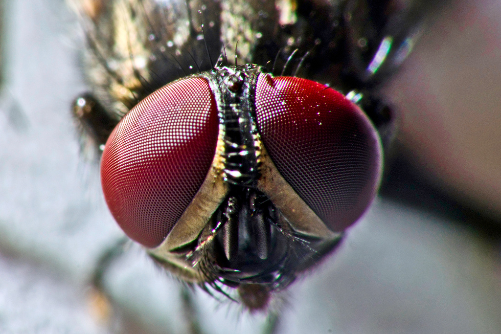 Onde É O Olho Da Mosca? Como Elas Conseguem Ver 360?