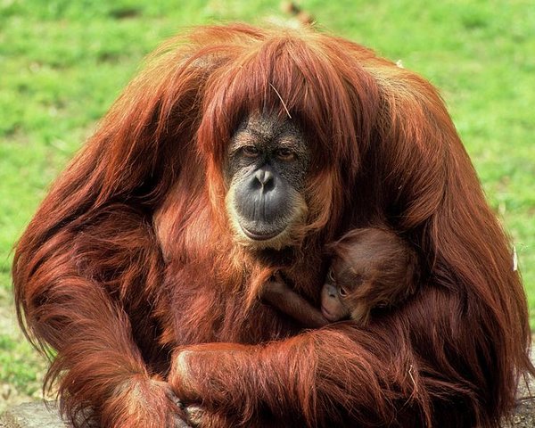 Orangotango de Sumatra: Características, Nome Cientifico e Fotos