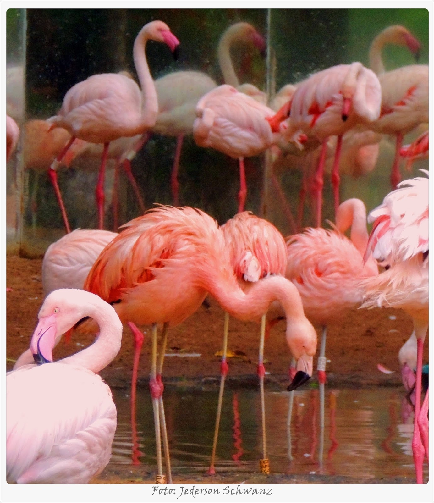 Tudo Sobre o Flamingo: Características, Nome Cientifico e Fotos