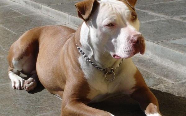 Pitbull Stuffawler: Comportamento, Tamanho, Filhotes e Fotos