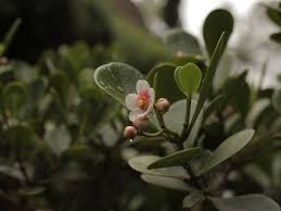 Planta Mini Clusia: Características, Nome Cientifico, Mudas e Fotos