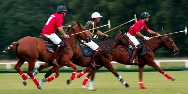 Cavalo de Esporte ou Cavalo de Desporto? O que É? Para que Serve?