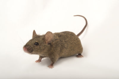 Tipos de Ratos do Mato: Espécies com Nome e Fotos