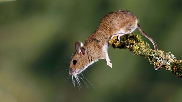 Rato do Campo de Pescoço Amarelo: Características, Nome Científico e Fotos