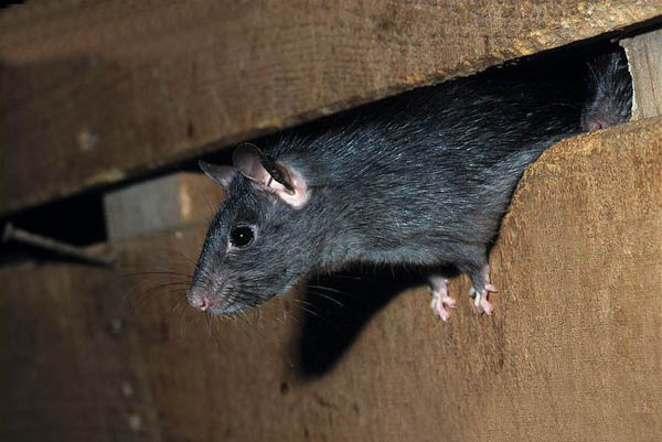 O Que Atrai os Ratos? Como Evitar A Presença Desse Animal?