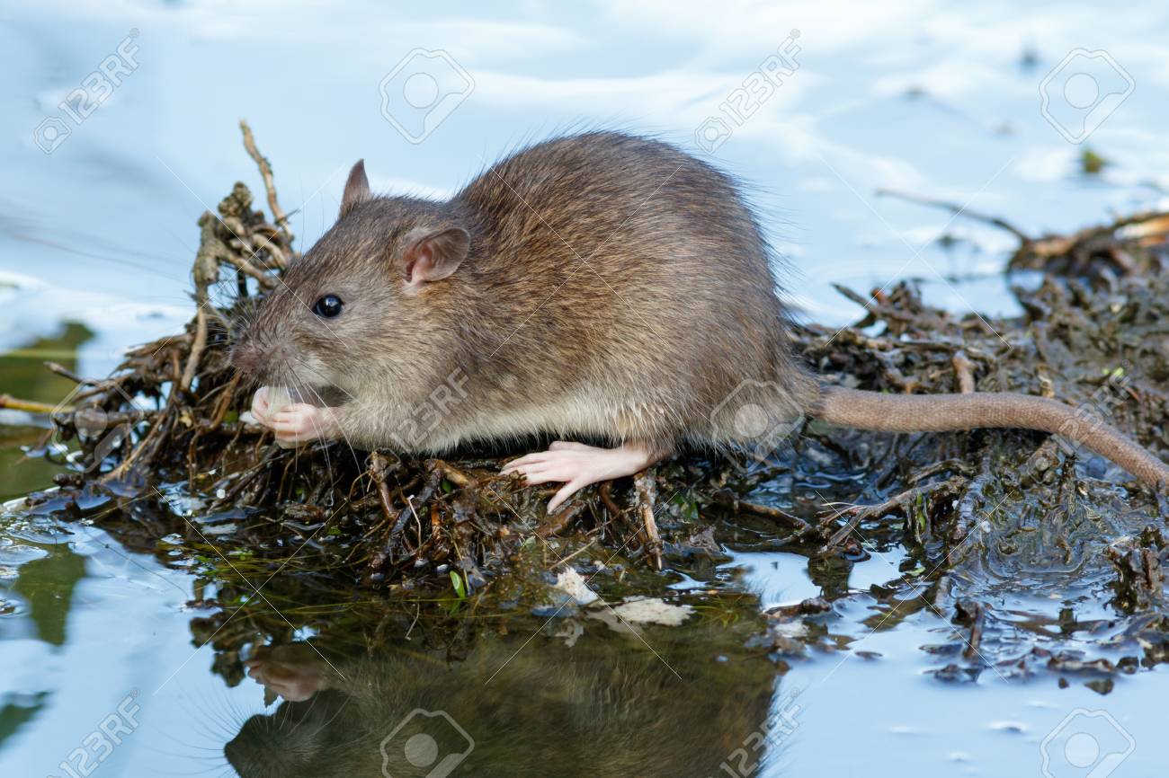 Ratazana: Características, Nome Cientifico, Tamanho e Fotos