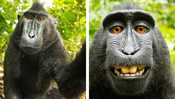 Reprodução do Macaco: Filhotes e Período de Gestação