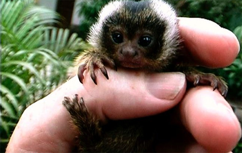 Sagui-Anão: Características, Nome Científico, Habitat e Fotos