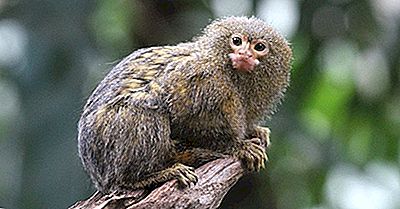 Qual o Nome do Macaco Pequeno? Como Ele Chama?