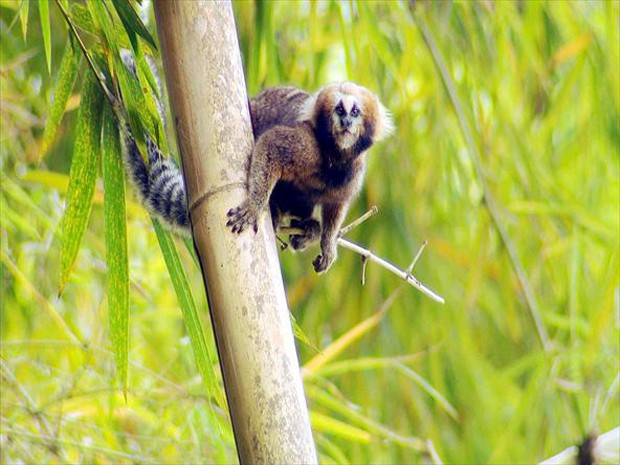 Sagui-da-Serra-Escuro: Características, Nome Cientifico e Fotos