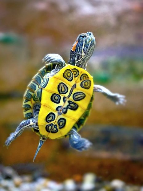 Tartaruga de Aquário Pode Ficar Com Peixe? Quais Espécies?