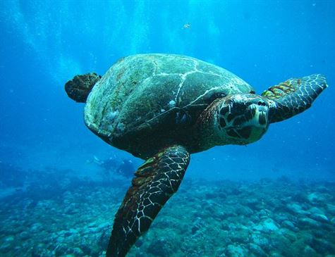 Diferença Entre Tartarugas Marinhas, Terrestres e Domésticas