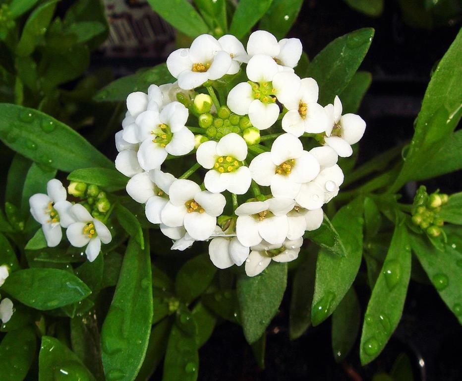 Álisso Curiosidades e Fatos Interessantes Sobre a Flor Escudinha