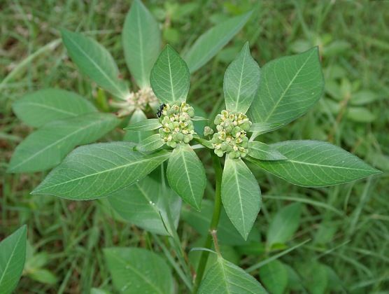 Como Plantar Amendoim Bravo, Cultivar e Fazer Mudas