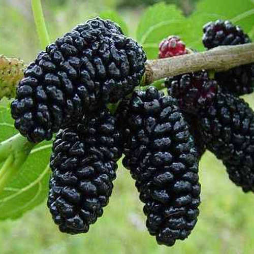 Para Que Serve Gotas de Amora? E a Farinha de Amora?