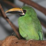 Araçari-De-Huallaga Em Cima de um Galho