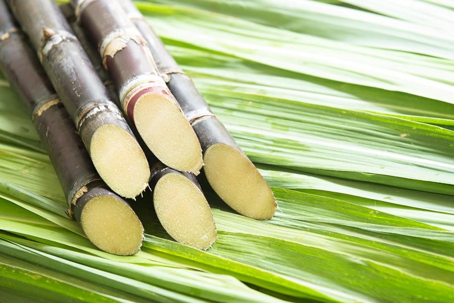 Cana de Açúcar É Fruta, Caule, Raiz? O Que É?
