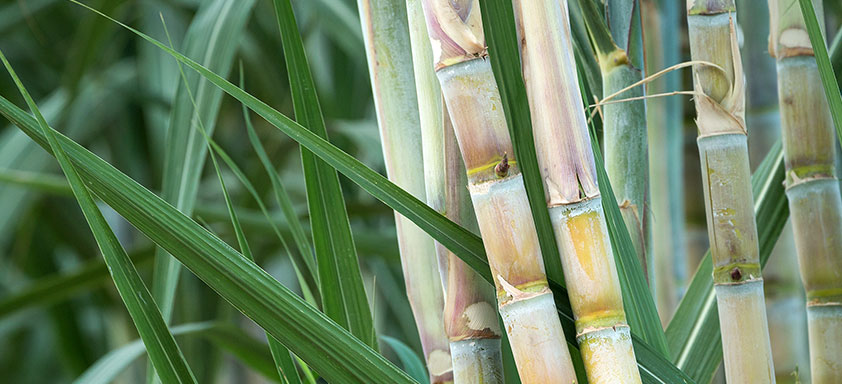Tudo Sobre a Cana-de-Açúcar: Características e Nome Científico