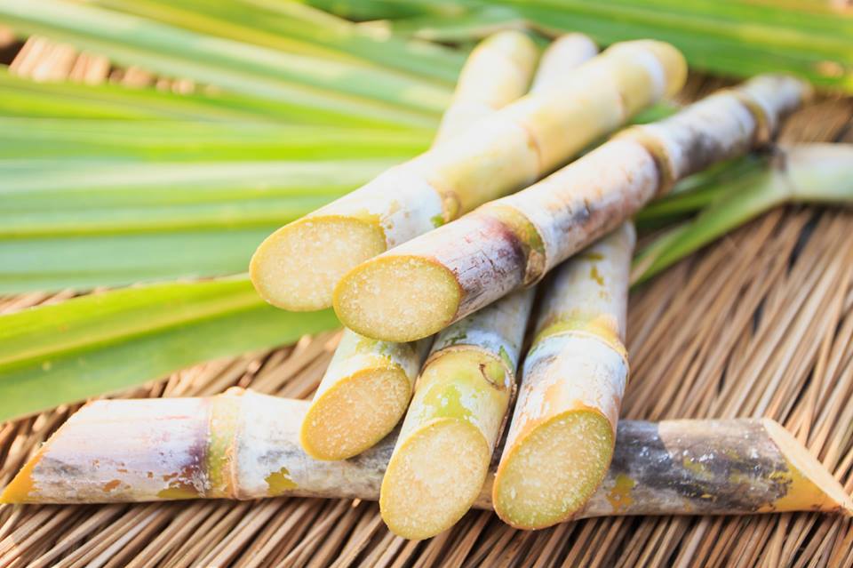Produtos Derivados da Cana de Açúcar e Subprodutos