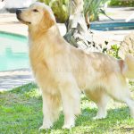 Canil Backfields Golden