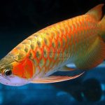Características do Peixe Aruanã