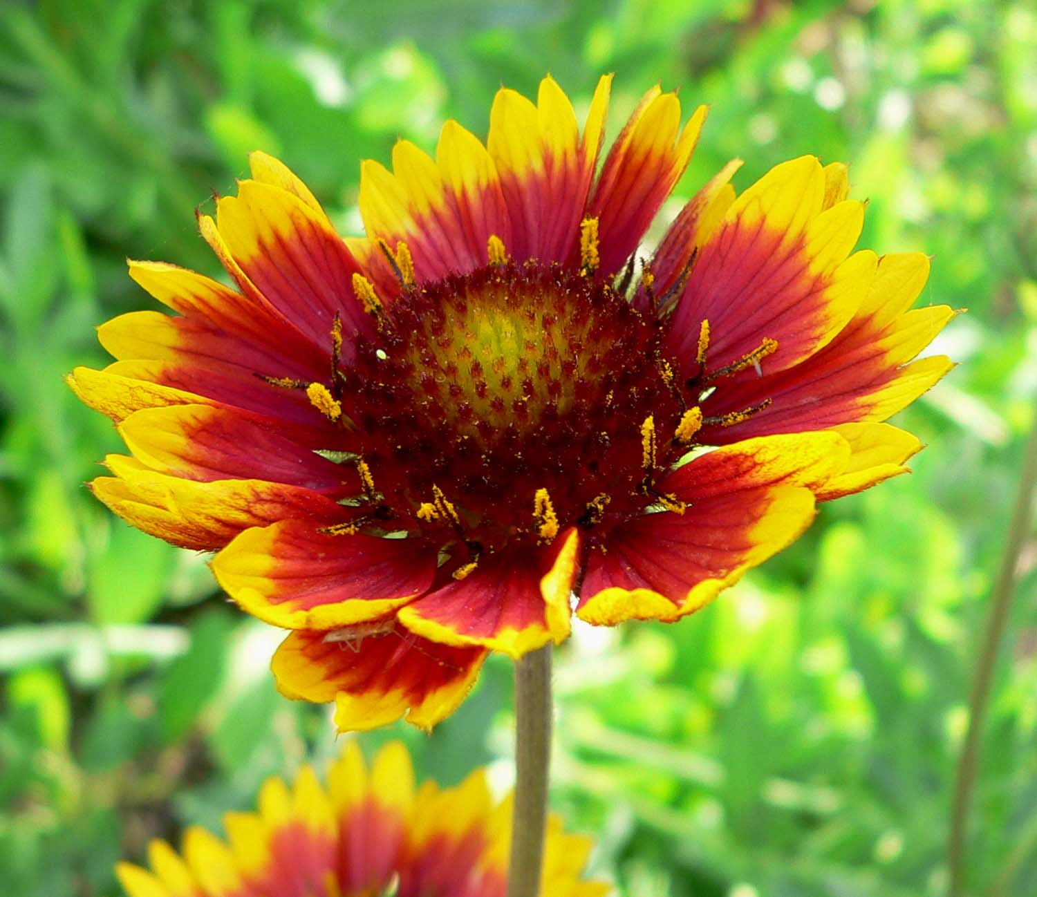 Flor Gailardia Dobrada Sortida: Características, Cultivo e Fotos