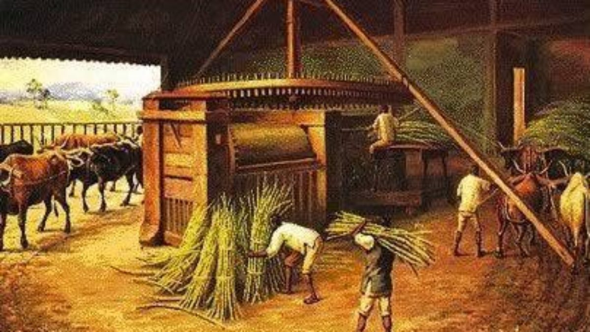 Como Era Feita A Produção Do Açúcar No Brasil Colonial?