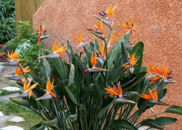 Flor Ave do Paraíso: Como Plantar, Cultivar, Fazer Mudas e Cuidados