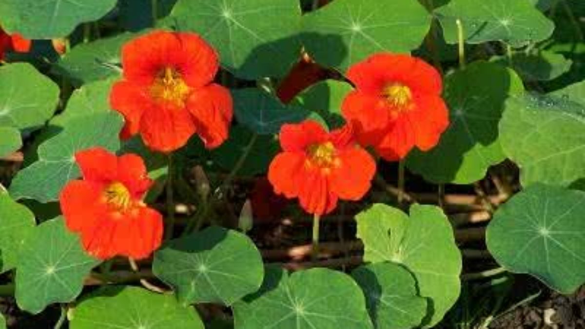 Suco de Capuchinha Faz Bem? Benefícios e Como Fazer