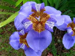 Historia Da Flor Falso-Íris, Origem da Planta e Significado